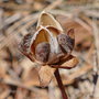 vignette Ipomoea pes-caprae ssp. brasiliensis