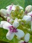 vignette Runion Pseuderanthemum carruthersii