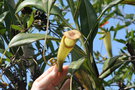 vignette Madagascar Nepenthes sp