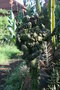 vignette Madagascar cactus