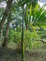 vignette Carpentaria acuminata