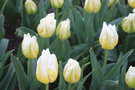 vignette Tulipa 'Flaming Agrass' (Triumph Group)