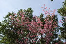 vignette Prunus incisa 'Paean'