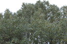 vignette Phillyrea latifolia