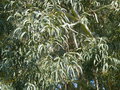 vignette Eucalyptus parviflora, Fouesnant