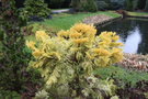 vignette Calocedrus decurrens 'Berrima Gold'