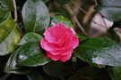 vignette Camellia japonica 'Lady Campbell'