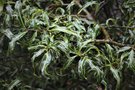 vignette Ilex aquifolium 'Lichtenthalii'