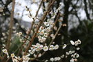 vignette Prunus mume 'Omoi-no-mama'