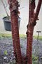 vignette Prunus serrula 'Branklyn'