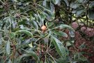 vignette Rhododendron 'Kalamity'