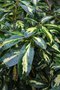 vignette Rhododendron 'Blattgold'