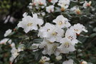 vignette Rhododendron 'Bric  Brac'