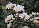 vignette Rhododendron 'Bric  Brac'