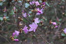 vignette Rhododendron dauricum