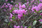 vignette Rhododendron dauricum 'Mid-winter'