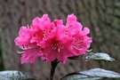 vignette Rhododendron 'Lee's Scarlet'