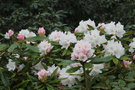 vignette Rhododendron 'Nobleanum Venustum'