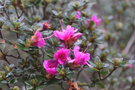 vignette Rhododendron obtusum var. amoenum