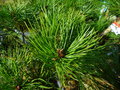 vignette Pinus densiflora 'Jane Kluis'