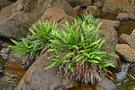 vignette Blechnum obtusatum