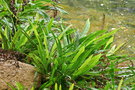 vignette Blechnum obtusatum