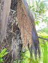vignette Astrocaryum vulgare (inflorescence)