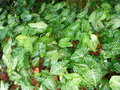 vignette Syngonium podophyllum