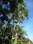 vignette Artocarpus altilis