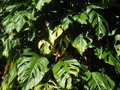vignette Philodendron sp