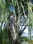 vignette Oenocarpus bataua