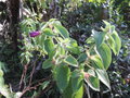 vignette Rhyncanthera grandiflora