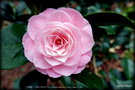 vignette Camélia ' OTOME ' = ' PINK PERFECTION ' camellia japonica .Origine : Japon < 1800