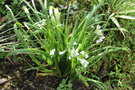 vignette Allium triquetrum