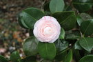 vignette Camellia japonica 'Chardonneret' (F 1975)