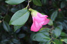 vignette Camellia japonica 'Mrs Tsutako Nakasone'   (Nuccio Nursery 1985)