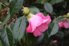 vignette Camellia japonica 'Mrs Tsutako Nakasone'   (Nuccio Nursery 1985)