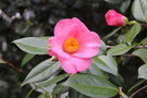 vignette Camellia japonica 'Mrs Tsutako Nakasone'   (Nuccio Nursery 1985)