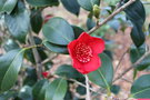 vignette Camellia japonica 'Kimberley' (B 1914)