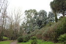 vignette Eucalyptus sp. (Saint Nazaire)