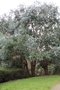 vignette Eucalyptus sp. (Saint Nazaire)