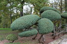 vignette Juniperus x media 'Hetzii'