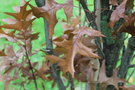 vignette Quercus palustris 'Woodside Splendor'