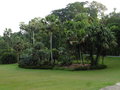 vignette Jardin botanique de Singapour - Palmiers