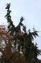 vignette Picea abies 'Pendula Major'