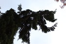 vignette Picea abies 'Pendula Major'