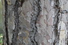 vignette Pinus nigra var. corsicana