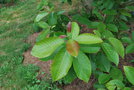 vignette Itoa orientalis / Yunnan, Laos, Vietnam / Salicaceae