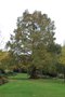 vignette Metasequoia glyptostroboides