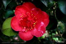 vignette Camélia ' ALEXANDER HUNTER ' camellia japonica. Origine : Australie 1941